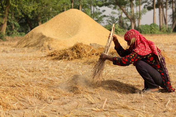 [UNVERIFIED CONTENT] To retrieve every single grain of wheat , rural women have to work hard under the hot sun ..