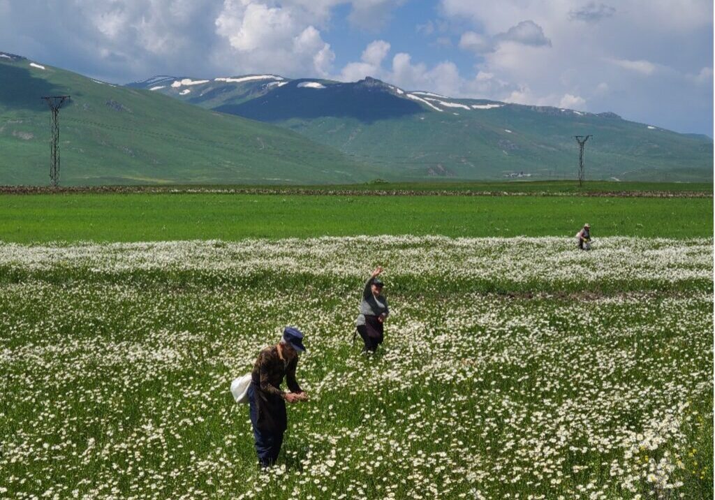 Cueillette de la camomille dans le Syunik