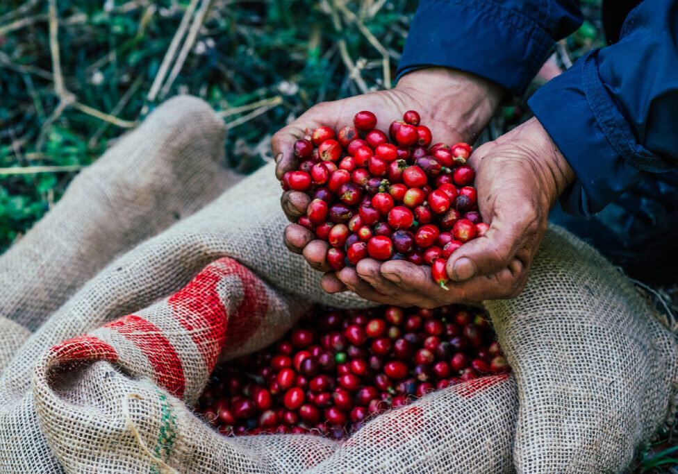 Agriculturist collecting bright red Arabica coffee beans harvest